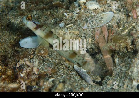 Shrimpgoby mascherato, Amblyeleotris gymnocephala, con gamberetti a strisce fini, Alpheus ochrostriatus, all'ingresso della buca  sito di immersione Serena Besar, le Foto Stock