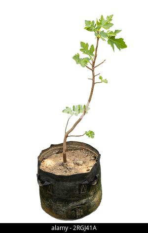 Fichi albero da frutto nel sacco della crescita isolato su sfondo bianco Foto Stock