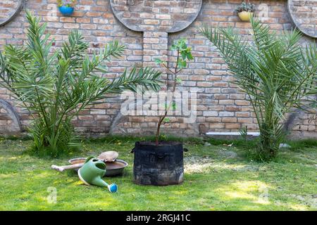 Fico albero da frutto in un sacco per la crescita Foto Stock