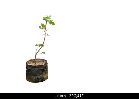 Fico albero da frutto piantato in un sacco da crescita isolato su sfondo bianco con spazio per la copia Foto Stock