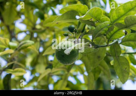 Limone verde (Citrus limon, Rutaceae) su cespugli all'inizio dell'estate Foto Stock