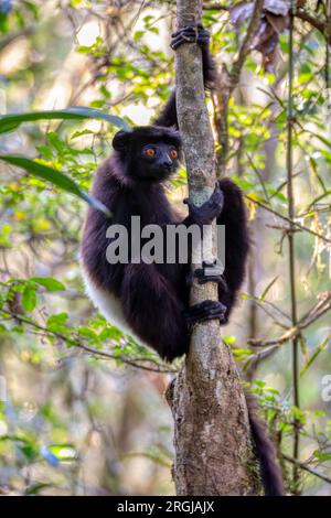 Lemur con corpo nero, sifaka di Milne-Edwards (Propithecus edwardsi) o simpona di Milne-Edwards. Animale endemico in pericolo nella foresta pluviale. Ranomafana N Foto Stock