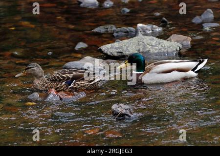 MALLARD (Anas platyrhynchos) maschio e femmina su un fiume poco profondo, Regno Unito. Foto Stock