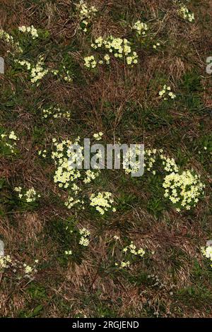 Piante da fiore di PRIMROSE SELVATICHE (Primula vulgaris) che crescono su una collina, Regno Unito. Foto Stock