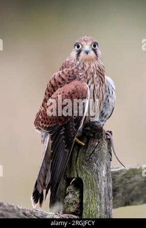 KESTREL (Falco tinnunculus) giovane uccello su posto con preda, Regno Unito. Foto Stock