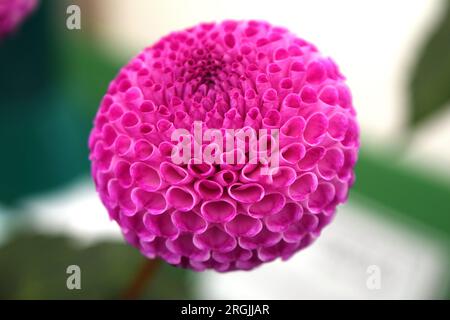 Bright pink ball dahlia Stock Photo