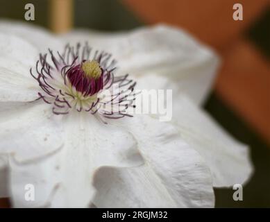 primo piano di una singola clematis bianca che fiorisce Foto Stock