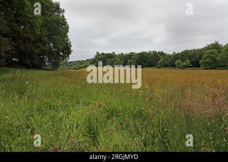 Taglio tradizionale del prato di fieno Foto Stock