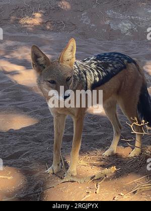 Sciacallo nero (Canis mesomelas) nel deserto del Namib Foto Stock