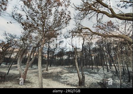 La pineta italiana nella riserva naturale di Metaponto presenta un ambiente danneggiato da incendi o falò. Pineta, pineta bruciata da fiamme o calore Foto Stock