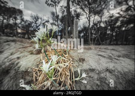 Il fiore bianco è sopravvissuto alla fiammata in una pineta e dimostra come il calore e il riscaldamento globale abbiano colpito duramente il nostro ambiente. Un piccolo fiore sopravvisse all'incendio Foto Stock