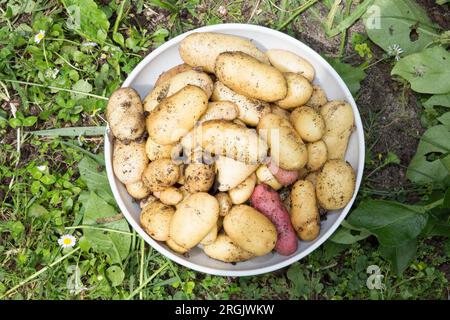 Prima raccolta di patate novelle coltivate con metodo biologico fresche e gustose Foto Stock