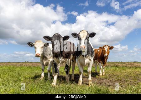 Raggruppa le mucche in prima fila, quattro nere, rosse e bianche in un campo, felici e gioiosi e un cielo nuvoloso blu, ampia vista Foto Stock