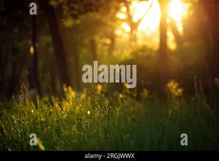 Vista serale del sole attraverso gli alberi nella foresta decidua. Erba verde alla luce del sole. Foto Stock