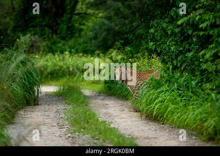 Leopardo selvaggio o pantera maschile indiano o panthera pardus fusca con un contatto visivo in piedi vicino a pista o sentiero nel verde naturale della stagione dei monsoni Foto Stock