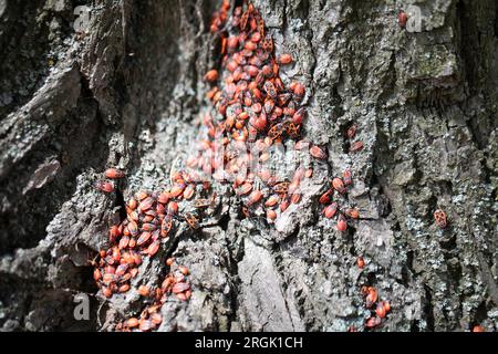 Fabbro senza ali, colonia di insetti sulla corteccia degli alberi Foto Stock