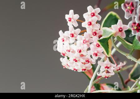 Hoya Carnosa Tricolor in vaso in fiore. Hoya Krimson Queen Pink Flowers. Infiorescenze di piante domestiche in porcellana o cera. Copia spazio per testo Foto Stock