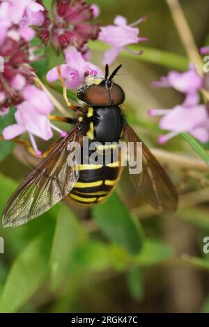 Primo piano naturale su una torbiera gialla barrata, Sericomyia silentis su un fiore di timo comune viola Foto Stock