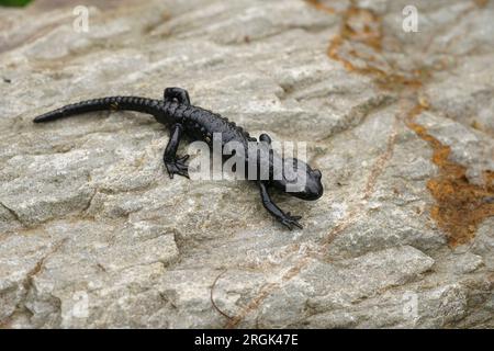 Primo piano naturale sulla salamandra nera alpina secretice, Salamandra atra in Austria Foto Stock