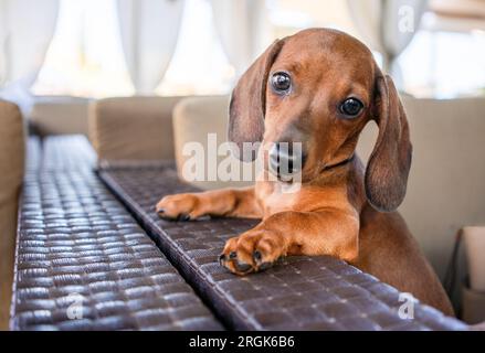 Primo piano del cucciolo di Dachshund all'aperto. Foto Stock