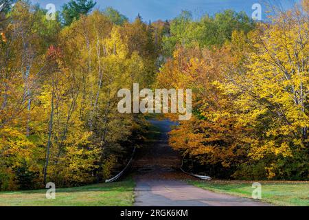 Strada che conduce attraverso un boschetto di alberi autunnali. Foto Stock