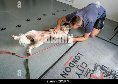 Un proprietario si riunisce con i suoi Springer Spaniels all'Heathrow Animal Reception Centre. Ogni anno circa 14.000 cani e gatti, 400 cavalli, 100.000 rettili, 1.000 uccelli e 28 milioni di pesci vengono importati attraverso l'aeroporto di Heathrow a Londra. Data foto: Giovedì 10 agosto 2023. Foto Stock