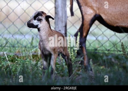 Agnello di pecora con capelli castani senza lana Foto Stock