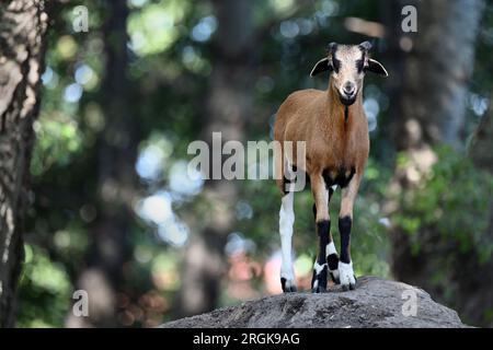 Giovani pecore di capelli castani senza lana e con corna in piedi su un piccolo tumulo Foto Stock