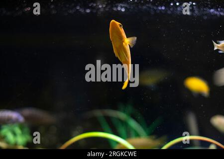 Pesce in acqua. Acquario a casa. Flora e fauna in mare. Pesci che nuotano tra le piante. Foto Stock