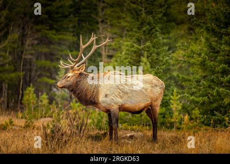 12 cervi finali in una foresta in Colorado Foto Stock