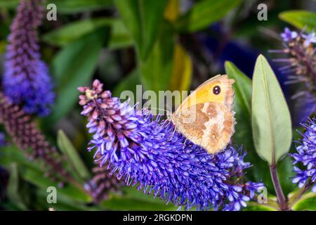Piccola farfalla di brughiera, Coenonympha pamphilus, su un fiore di Ebe. Foto Stock
