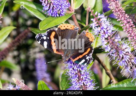 Vista dorsale della farfalla dell'ammiraglio rosso, Vanessa atalanta, sul fiore di Ebe. Foto Stock