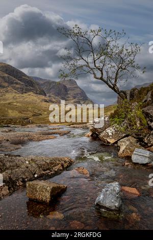 lone tree by ruscello negli altopiani scozzesi di glencoe con nuvole di tempesta Foto Stock