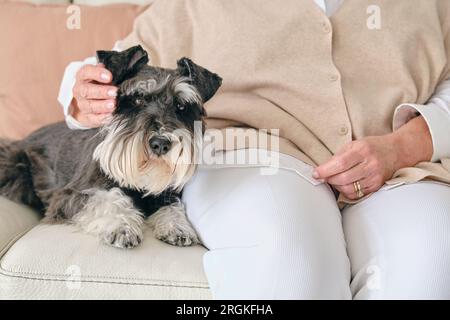 Crop femmina irriconoscibile stroking piccolo cane purebred con soffice pelliccia mentre si riposa sul divano in casa Foto Stock