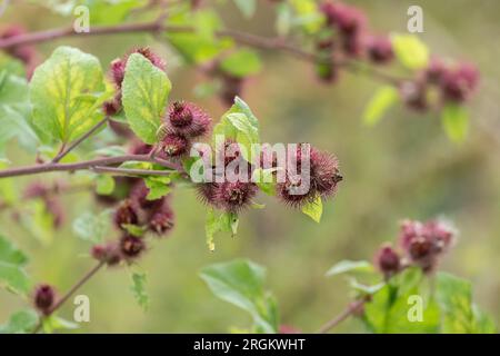 Burdock minore (arctium meno) che cresce in natura. Le bavature sono mostrate sui rami dell'arbusto. Foto Stock