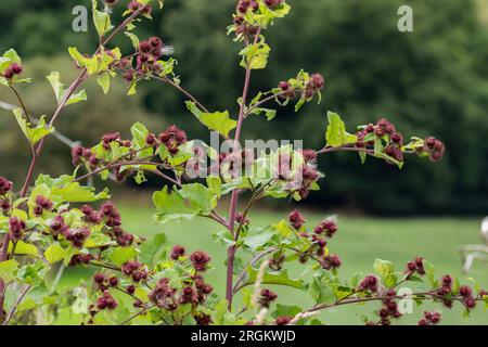 Burdock minore (arctium meno) che cresce in natura. Le bavature sono mostrate sui rami dell'arbusto. Foto Stock