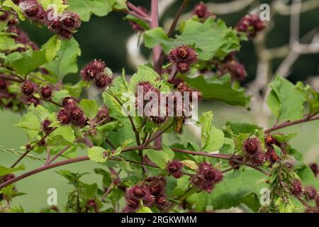 Burdock minore (arctium meno) che cresce in natura. Le bavature sono mostrate sui rami dell'arbusto. Foto Stock