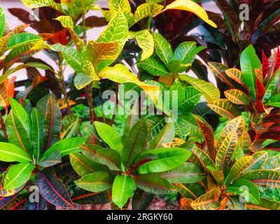 Bellissime foglie multicolore della pianta di croton, primo piano. Foto Stock