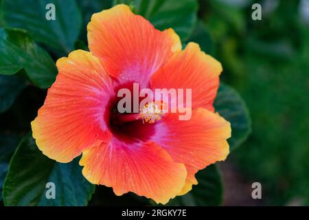 Un grande fiore di ibisco con petali dai colori vivaci da vicino Foto Stock