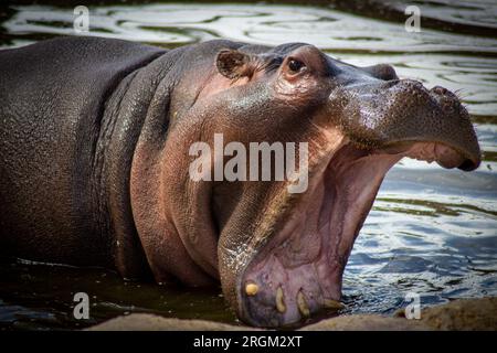ippopotamo con la bocca aperta e denti affilati. Foto Stock