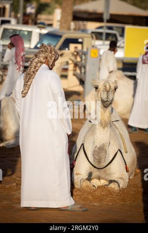 Buraydah, Arabia Saudita, 4 agosto 2023: Mercato dei cammelli nella città di Buraydah Foto Stock