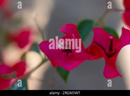Fiori di bouganville close up Foto Stock