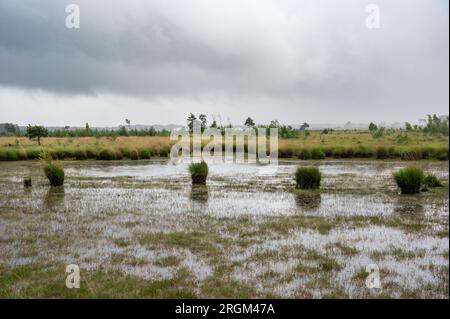 Vista panoramica sulle paludi del Kalmthoutse Heide, un parco nazionale heather, Kalmthout, Belgio Foto Stock