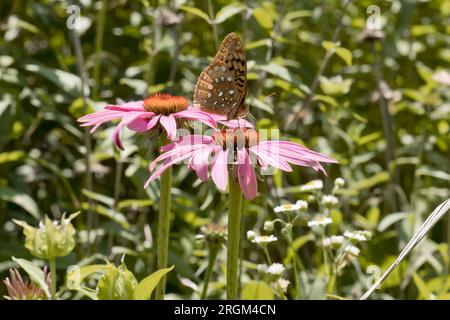 La grande farfalla fritillary spangled su un fiore di echinacea viola che fiorisce nella prateria in un giorno d'estate in Iowa. Foto Stock