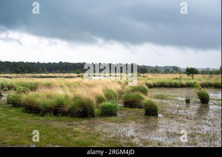 Vista panoramica sulle paludi del Kalmthoutse Heide, un parco nazionale heather, Kalmthout, Belgio Foto Stock