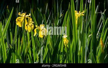 Iris pseudacorus giallo fiorito, la bandiera gialla, l'Iris giallo o il fiore della bandiera dell'acqua. Foto Stock