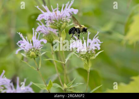 Vista laterale di un bumblebee con cintura marrone in volo vicino ai fiori di balsamo delle api nella prateria in un giorno d'estate in Iowa Foto Stock