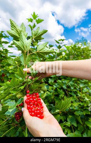 un contadino che tiene un mucchio di ribes rosso. la donna strappa bacche di ribes rosso da un ramo. raccolta di ribes rosso . Foto di alta qualità Foto Stock