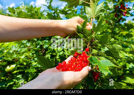 un contadino che tiene un mucchio di ribes rosso. la donna strappa bacche di ribes rosso da un ramo. raccolta di ribes rosso Foto Stock