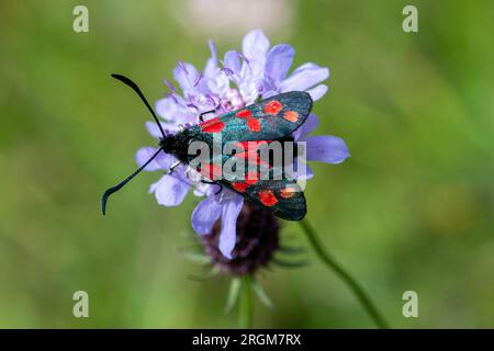 Falena di burnet (Zygaena filipendulae) a sei punti su un fiore selvatico scabioso in estate, Hampshire, Inghilterra, Regno Unito Foto Stock